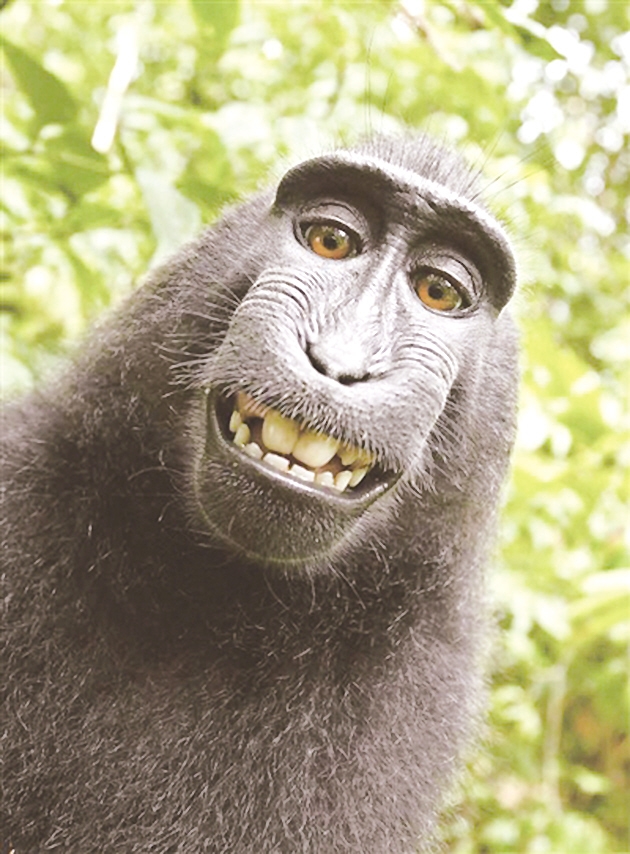 生活在印度尼西亚苏拉威西一处自然保护区的naruto看似咧嘴大笑,迅速