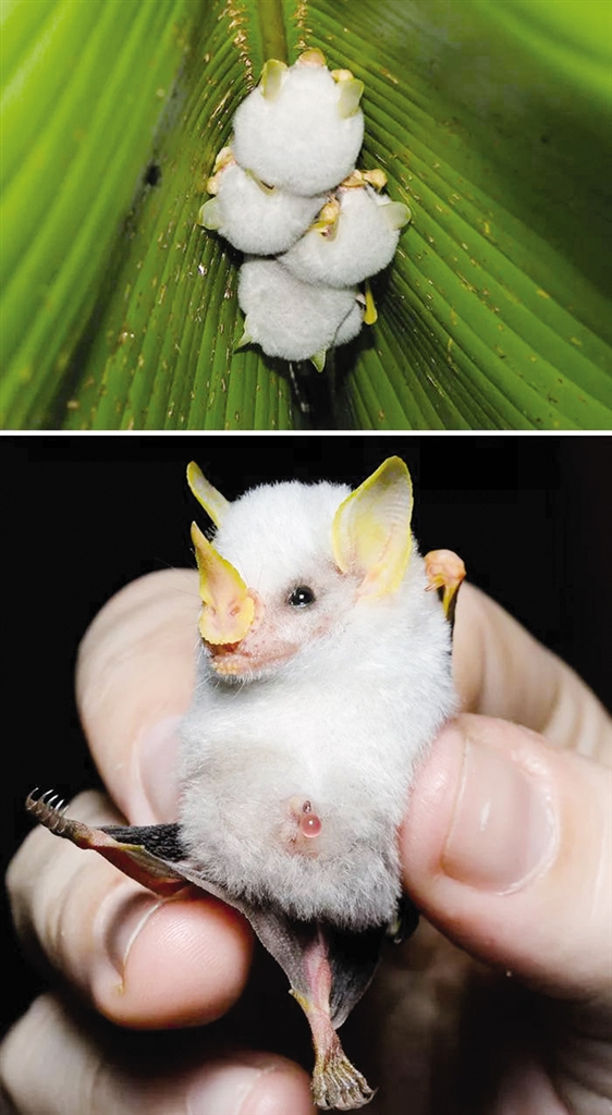 洪都拉斯白蝙蝠   独特的白色毛皮,有叶状的鼻子,生活在叶子形成
