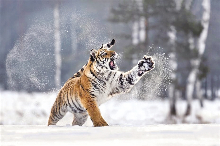 当动物遇上雪