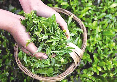 明前茶价高,雨前茶味醇,爱茶之人常把谷雨前采摘的茶珍藏起来.