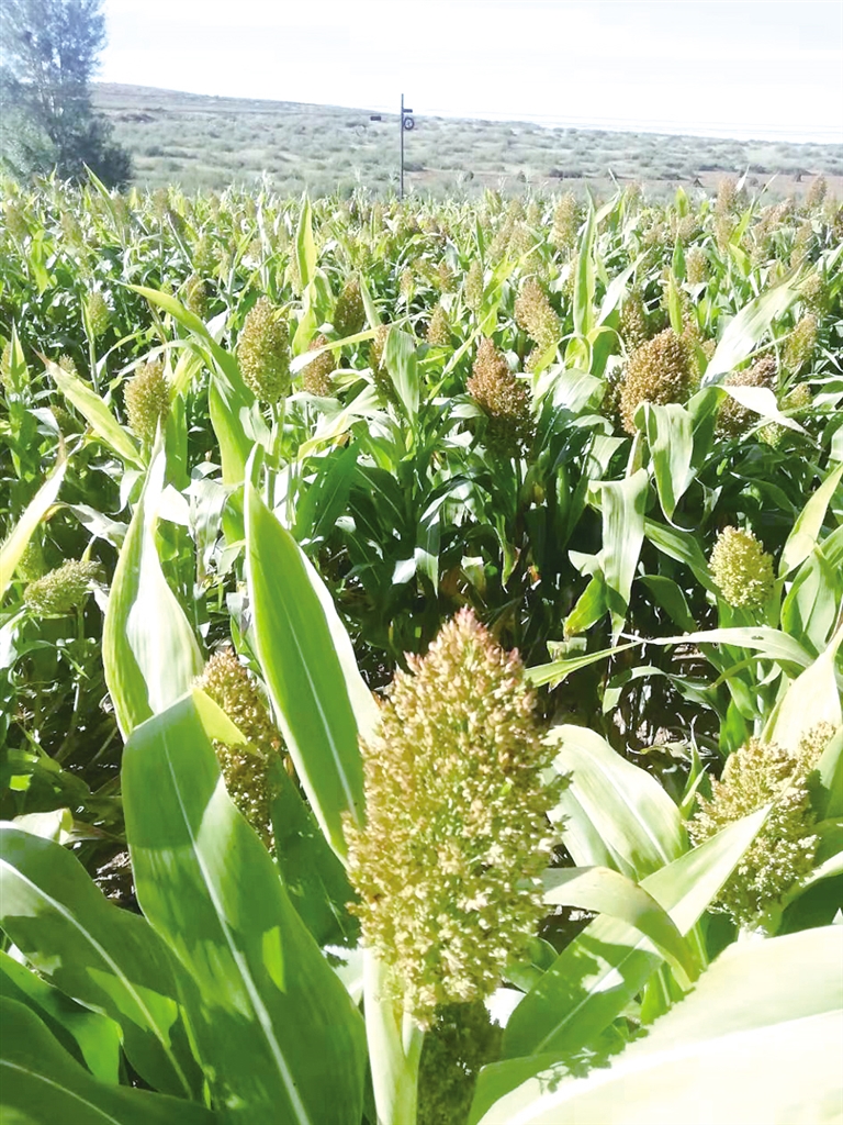 和林县部分农户与合作社种植高粱面临绝收