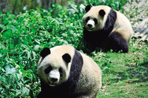 我国人工圈养大熊猫种群数量达422只内蒙古日