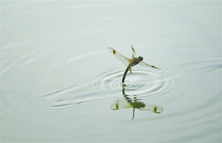 蜻蜓点水