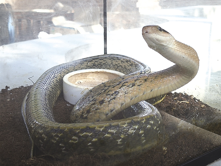 民宅中惊现15米长大蛇