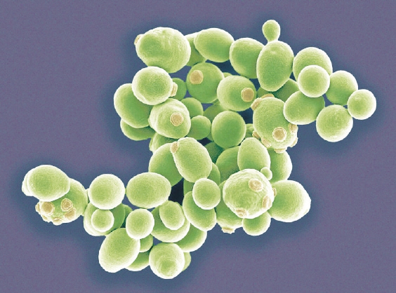 酵母菌的显微镜形态图片