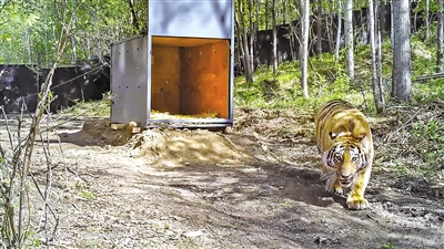 5月18日,在黑龙江省穆棱林业局有限公司林场,被放归自然的野生东北 