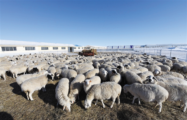巴彦淖尔种羊养殖基地图片
