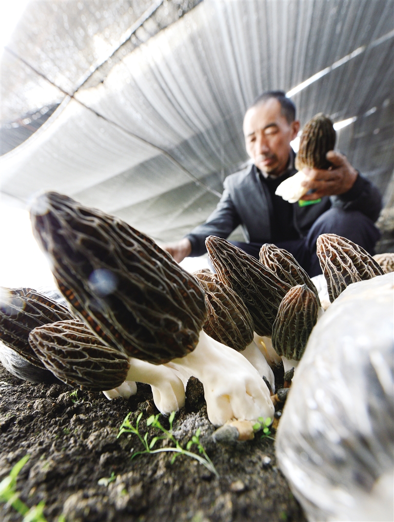 羊肚菌人工栽培获得成功